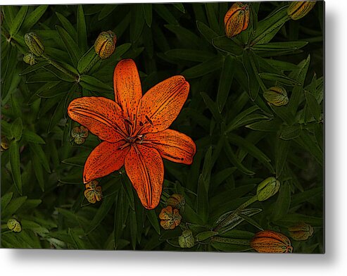 Lilly Metal Print featuring the photograph Lily by Dragan Kudjerski