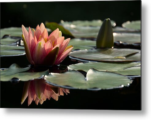 Water Lily Metal Print featuring the photograph Lily in Light by Leda Robertson