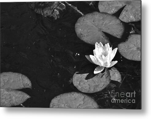Black Metal Print featuring the photograph Lily Pad in Bloom by Juanita Doll