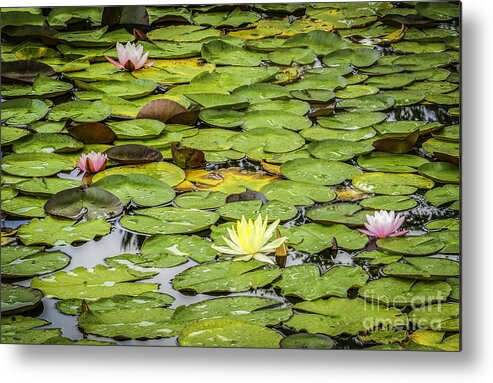 Pond And Lily Pads Metal Print featuring the photograph Lily Pads II by David Waldrop