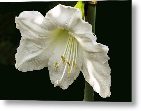 Flower Metal Print featuring the photograph Lily by Suanne Forster