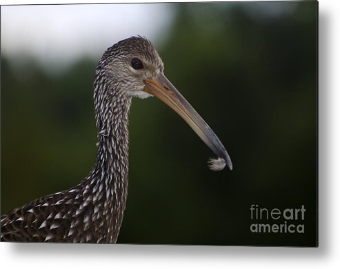 Nature Metal Print featuring the photograph Limpkin by Mark Newman