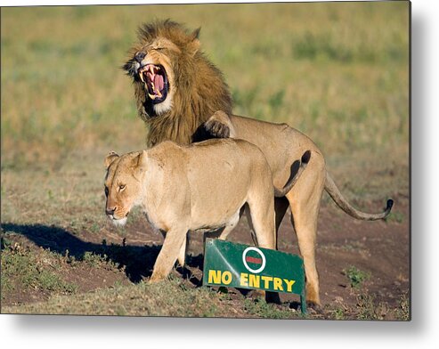 Photography Metal Print featuring the photograph Lion And A Lioness Mating, Ngorongoro by Panoramic Images