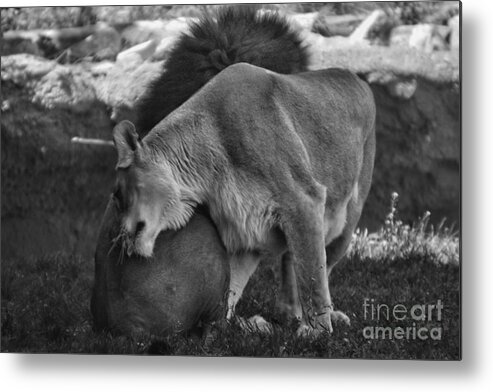 Animals Metal Print featuring the photograph Lion Hugs In Black And White by Thomas Woolworth