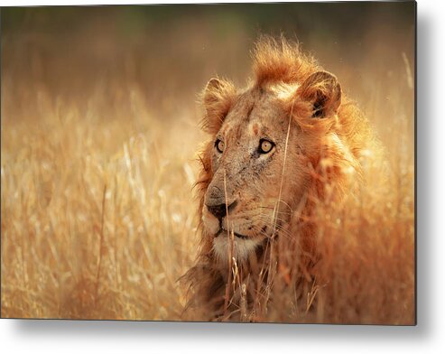 Lion Metal Print featuring the photograph Lion in grass by Johan Swanepoel