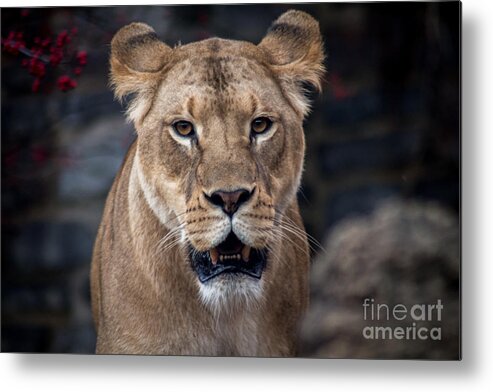 Lion Metal Print featuring the photograph Lioness by David Rucker