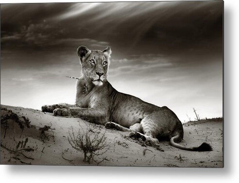 Lion Metal Print featuring the photograph Lioness on desert dune by Johan Swanepoel