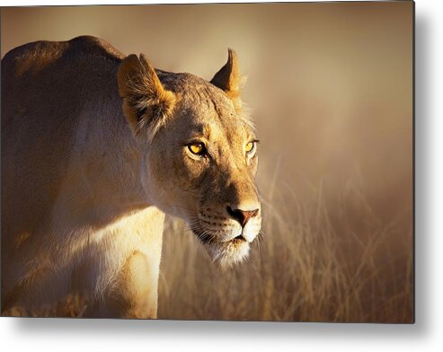 #faatoppicks Metal Print featuring the photograph Lioness portrait-1 by Johan Swanepoel