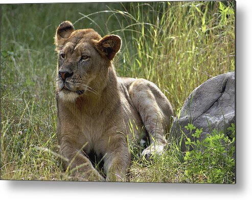 Lioness Metal Print featuring the photograph Lioness by Richard Gregurich