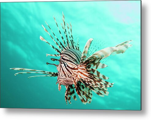 Underwater Metal Print featuring the photograph Lionfish by Michele Westmorland
