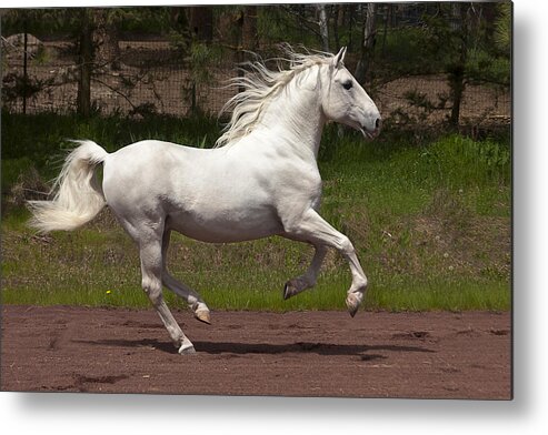 Lipizzan At Liberty Metal Print featuring the photograph Lipizzan at Liberty by Wes and Dotty Weber