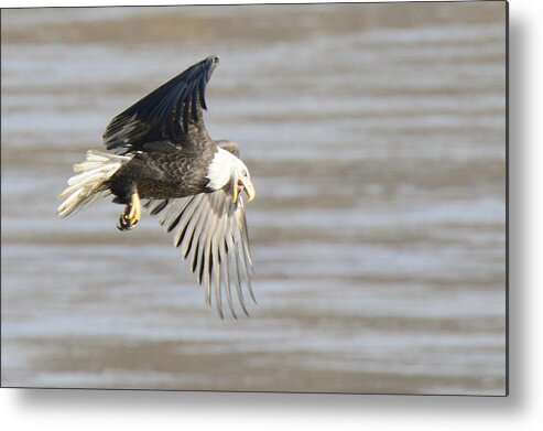 Eagle Metal Print featuring the photograph Listen Up by Harold Piskiel