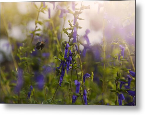 Nature Metal Print featuring the photograph Little Bee in Flight by Toni Hopper