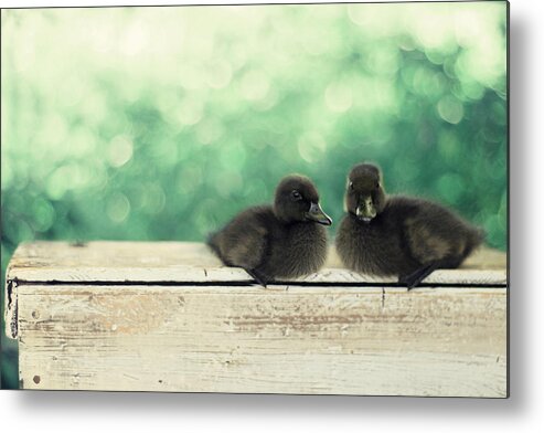Duck Photography Metal Print featuring the photograph Little Buddies by Amy Tyler