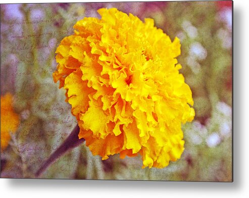 Nature Metal Print featuring the photograph Little Golden Marigold by Kay Novy
