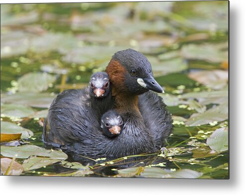Flpa Metal Print featuring the photograph Little Grebe And Two Chicks Derbyshire by Dickie Duckett