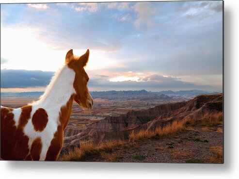 Horse Metal Print featuring the photograph Little Horse in a Big World by Ron McGinnis