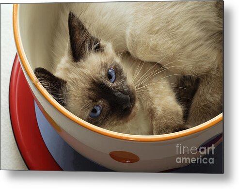 Cat Metal Print featuring the photograph Little Miss Blue Eyes by Andee Design