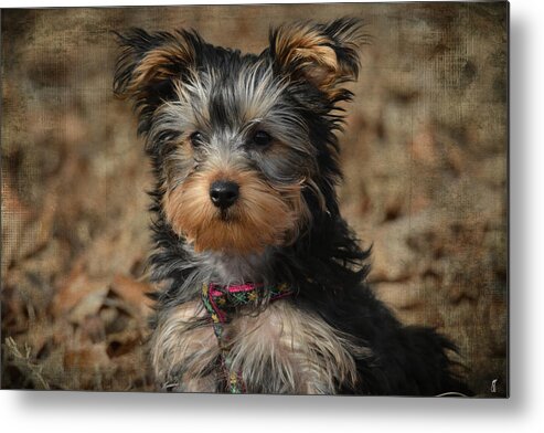 Animal Metal Print featuring the photograph Little Miss Curious by Jai Johnson