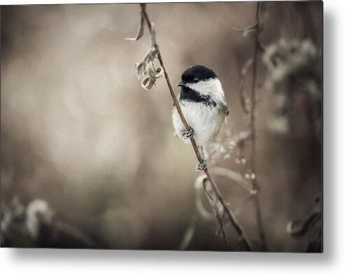 Wildlife Metal Print featuring the photograph Little World by Christian Duguay