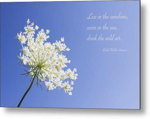 Queen Anne's Lace Metal Print featuring the photograph Live in the Sunshine by Patty Colabuono