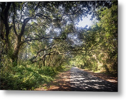 Road Metal Print featuring the photograph Live Oak Lattice by Alan Raasch