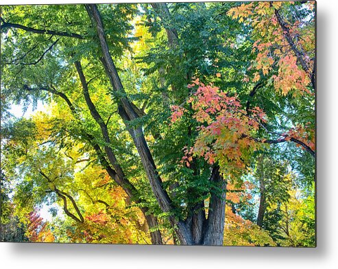 Autumn Metal Print featuring the photograph Local Fall Foliage by James BO Insogna