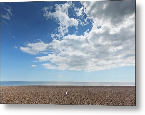 Seagull Metal Print featuring the photograph Lone Bird On An Empty Beach With Blue by Terence Waeland