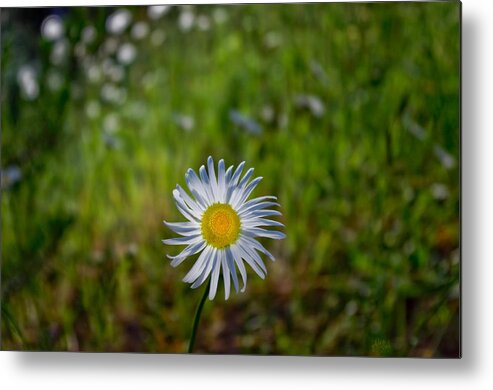 Adria Trail Metal Print featuring the photograph Lone Daisy by Adria Trail