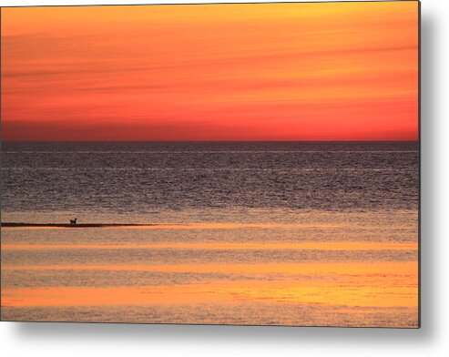 Sunset Metal Print featuring the photograph Lone Gull on Tidal Flat Cape Cod Sunset by John Burk