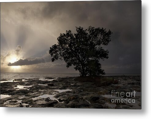 Tranquil Scene Metal Print featuring the photograph Lone Mangrove by Keith Kapple