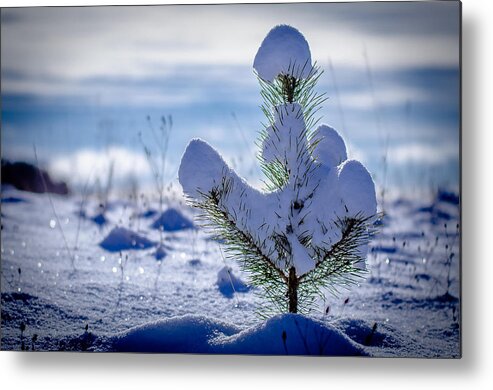 Pine Tree Metal Print featuring the photograph Lone Pine by Rick Bartrand