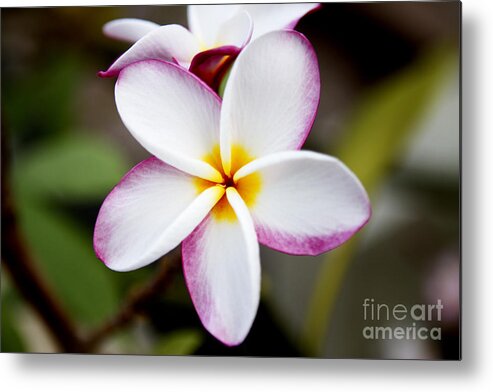 Pink Plumeria Metal Print featuring the photograph Lone Plumeria by Thanh Tran