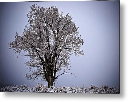 Yellowstone Metal Print featuring the photograph Lone Tree by Glenn Fillmore