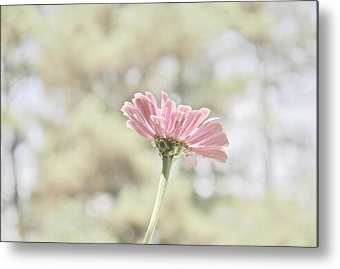 Zinnia Metal Print featuring the photograph Lone Zinnia by Jeanne May