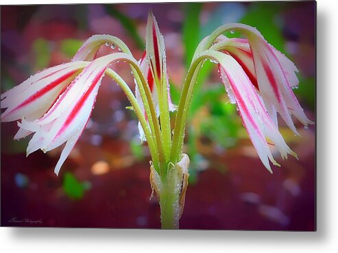 Flowers Metal Print featuring the photograph Lonely Lilly by Debra Forand