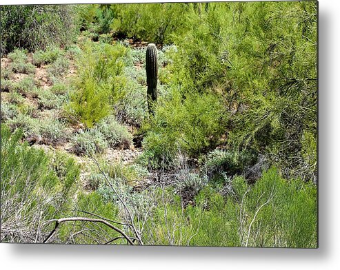 Cacti Metal Print featuring the photograph Lonely Little Saguaro by Barbara Zahno