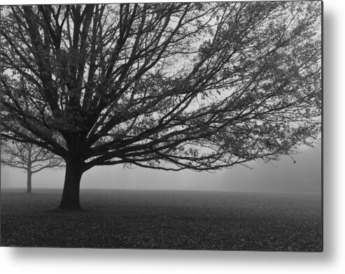 Richmond Park Metal Print featuring the photograph Lonely Low Tree by Maj Seda