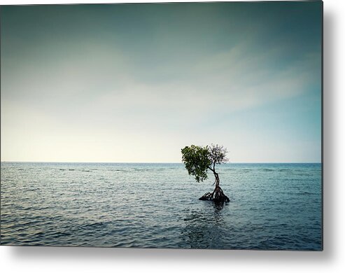 Outdoors Metal Print featuring the photograph Lonely Mangrove Tree In The Bali by Brytta