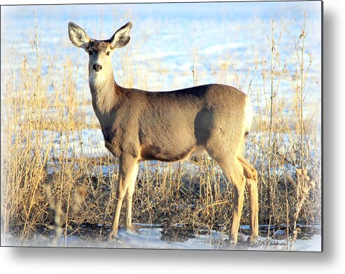 Mule Deer Doe Metal Print featuring the photograph Lonesome Doe Sunset by Barbara Chichester