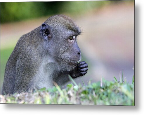 Long Tailed Macaque Metal Print featuring the photograph Long Tailed Macaque Feeding by Shoal Hollingsworth