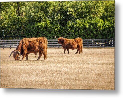 Cattle Metal Print featuring the photograph Longhorns by Cathy Kovarik