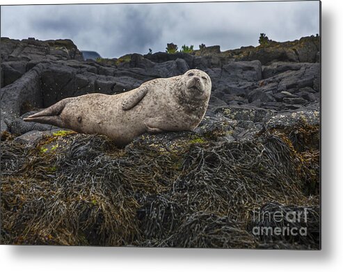 Harbor Metal Print featuring the photograph Look at Me by Diane Macdonald