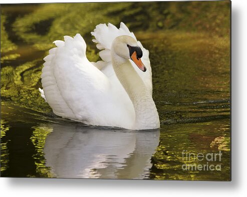 Bird Metal Print featuring the photograph Look At Me by Teresa Zieba