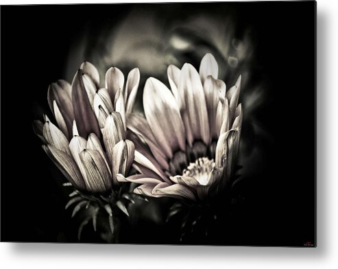 Flower Metal Print featuring the photograph Looking around-095 by Emilio Arostegui