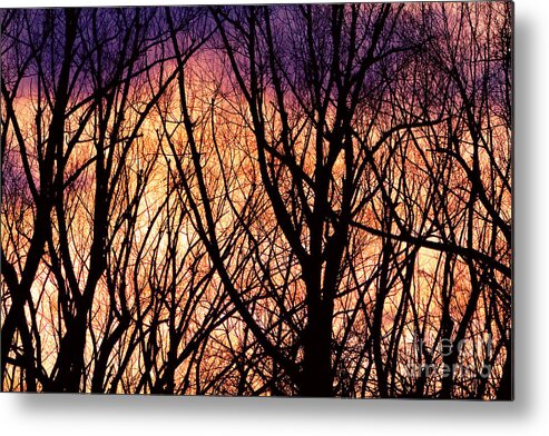 Trees Metal Print featuring the photograph Looking Into The Forest Light by James BO Insogna