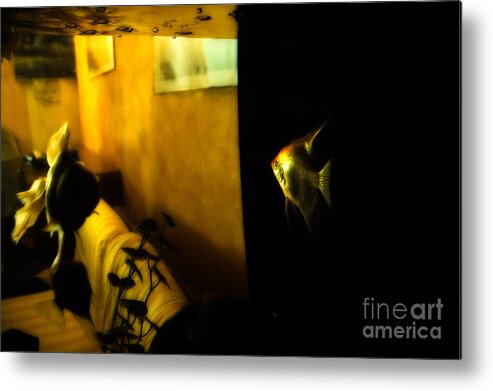 Goldfish Metal Print featuring the photograph Looking out by Silvia Ganora