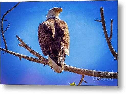 American Bald Eagle Metal Print featuring the photograph Looking Right by Bob Hislop