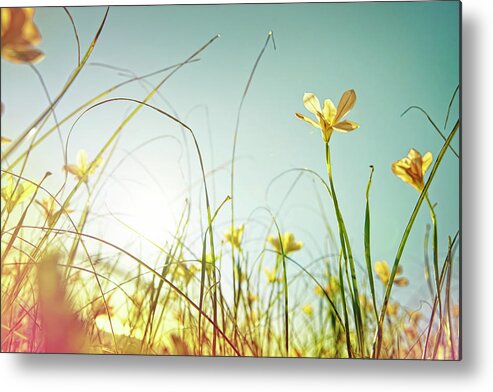 Clear Sky Metal Print featuring the photograph Looking Up At Wild Flowers by James O'neil