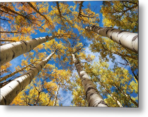 Aspen Metal Print featuring the photograph Looking up into Aspens by David Soldano